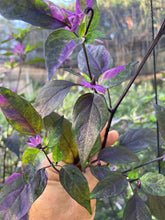 Load image into Gallery viewer, Red Trixster XD (Pepper Seeds)