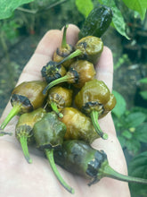 Load image into Gallery viewer, MonsterGum Leopard (Mustard)(Pepper Seeds)