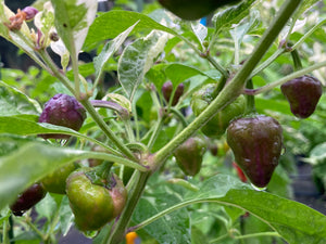 Anunnaki (Pepper Seeds)