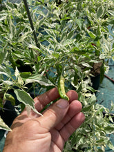 Load image into Gallery viewer, Tiger Thunder (Pepper Seeds)