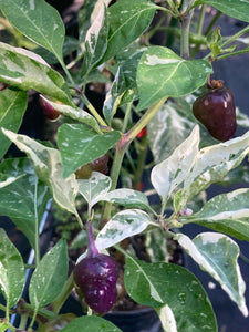 Anunnaki (Pepper Seeds)