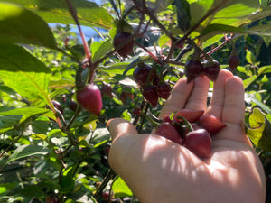 Chuparita (Mix)(T-E) (Pepper Seeds)