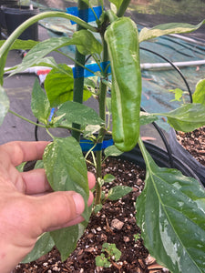 BadFish XL (Pepper Seeds)