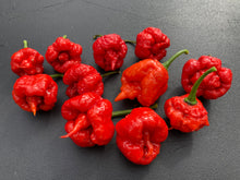 Load image into Gallery viewer, 7 Pot Brainstrain Red (Pepper Seeds)