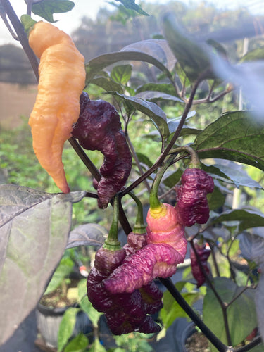 BBG x Dream (Nogum)(Pepper Seeds)