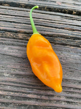 Load image into Gallery viewer, Conquistador (Inca Berry XL) (Pepper Seeds)