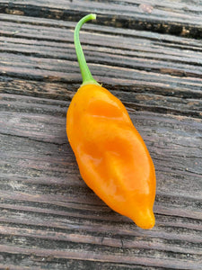 Conquistador (Inca Berry XL) (Pepper Seeds)