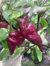 Load image into Gallery viewer, Pink Wendigo (T-E) (Pepper Seeds)