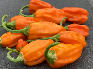 Puriraheim (T-E) (Pepper Seeds)