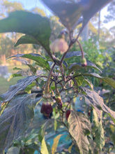 Load image into Gallery viewer, Maroon Voltron (T-E)(Pepper Seeds)