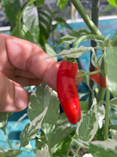 Load image into Gallery viewer, Tiger Thunder (Pepper Seeds)