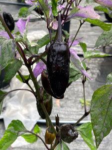 Bryan’s Klingon Blood (Pepper Seeds)