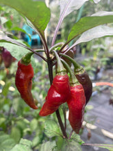 Load image into Gallery viewer, Chupacabra (T-E) (Pepper Seeds)