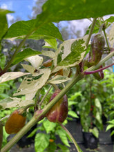 Load image into Gallery viewer, Thunder Nugs (Pepper Seeds)