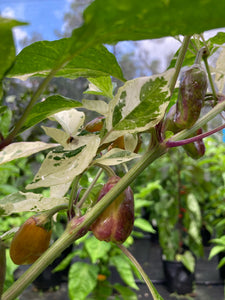 Thunder Nugs (Pepper Seeds)