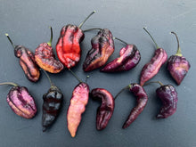 Load image into Gallery viewer, Pandora’s Box Pimenta Jolokia/PJ Mix (Pepper Seeds)