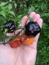 Load image into Gallery viewer, Purple Uprising Orange (Pepper Seeds)