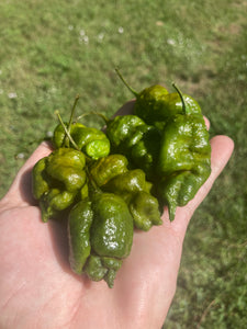 Green GhostScorpion T-E (Limited)(Pepper Seeds)