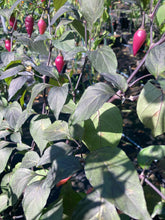 Load image into Gallery viewer, Pink Chupacabra (T-E) (Pepper Seeds)