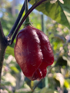 Maroon Voltron (T-E)(Pepper Seeds)