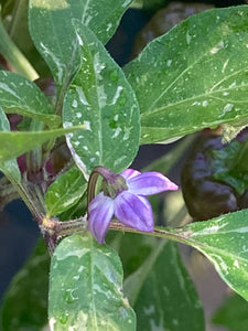 Anunnaki (Pepper Seeds)