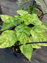 Load image into Gallery viewer, Ninfadora (Pepper Seeds)