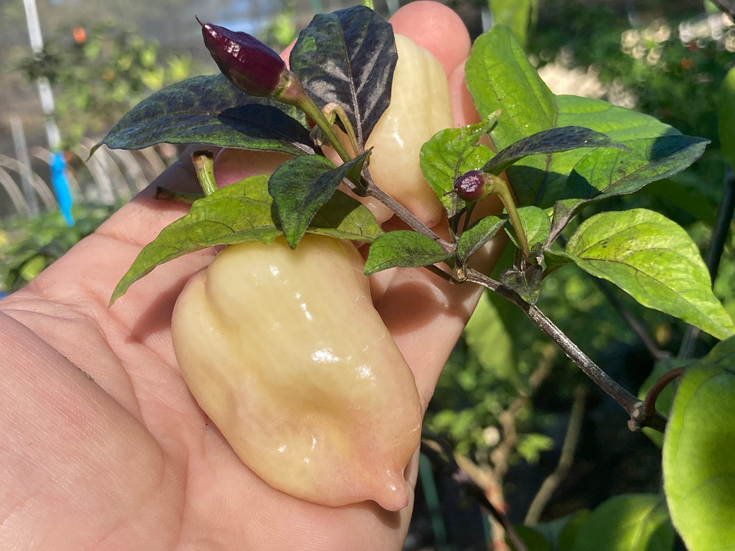 Purple Uprising White (Pepper Seeds)