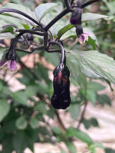 PurpleGum Black Cream (Pepper Seeds)