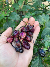 Load image into Gallery viewer, PurpleGum Black Cream (Pepper Seeds)