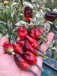 Parrot Fish (Pepper aseeds)