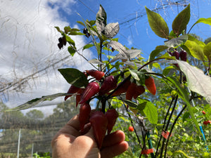 Pink Wendigo (T-E) (Pepper Seeds)