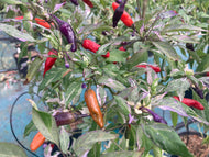 Pickles Blood (Grifter) (Pepper Seeds)