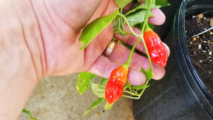 Conquistador (Inca Berry XL) (Pepper Seeds)