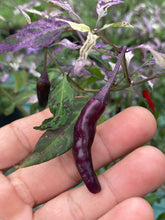 Load image into Gallery viewer, Lost Boys (T-E) (Pepper Seeds)