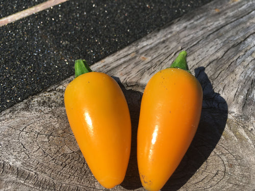 Yellow Jalapeno (Pepper Seeds)