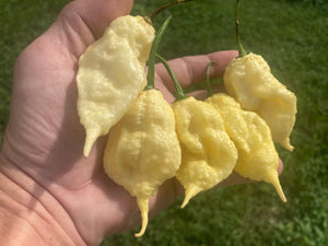 XL White Ghost Scorpion (Jays/T-E) (Pepper Seeds)