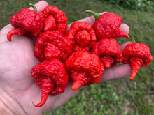 Load image into Gallery viewer, RB003 (Pepper Seeds)