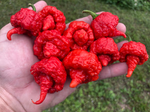 RB003 (Pepper Seeds)