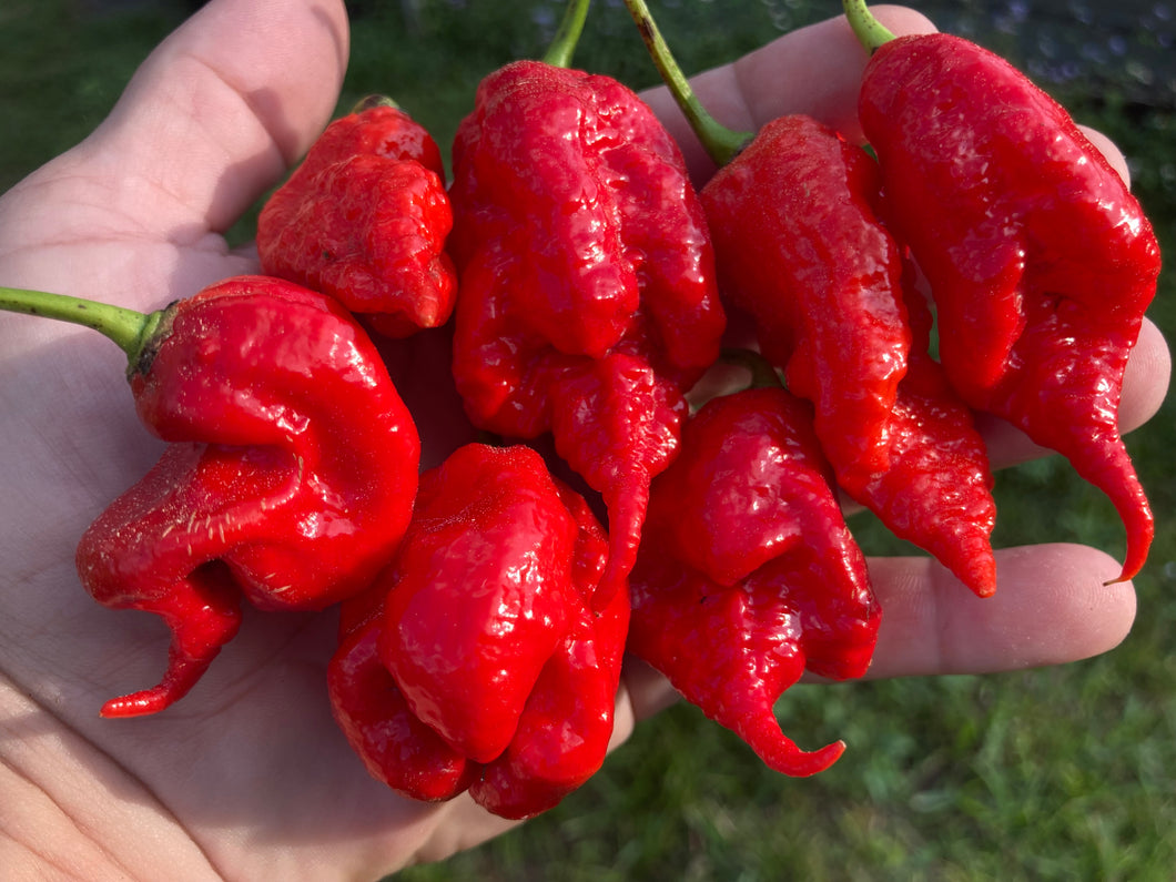 Primotalii Red (Pepper Seeds)