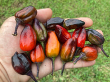 Load image into Gallery viewer, Bryan’s Vulcan Blood (Pepper Seeds)