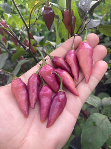 Pink Chupacabra (T-E) (Pepper Seeds)