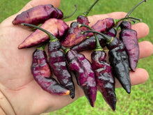 Load image into Gallery viewer, Pandora’s Box Pimenta Jolokia/PJ Mix (Pepper Seeds)