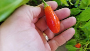 Conquistador (Inca Berry XL) (Pepper Seeds)