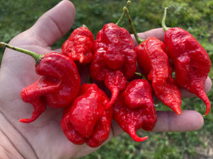 Primotalii Red (Pepper Seeds)