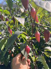 Load image into Gallery viewer, Chuparita Mix) (T-E) (Pepper Seeds)