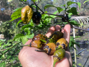 MonsterGum Leopard (Mustard)(Pepper Seeds)