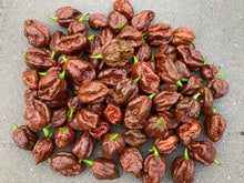 Load image into Gallery viewer, 7 Pot Douglah Chocolate (Pepper Seeds)