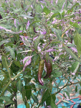 Load image into Gallery viewer, Lost Boys (T-E) (Pepper Seeds)