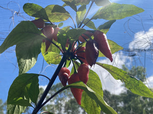 Pink Wendigo (T-E) (Pepper Seeds)