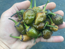 Load image into Gallery viewer, MonsterGum Leopard (Mustard)(Pepper Seeds)